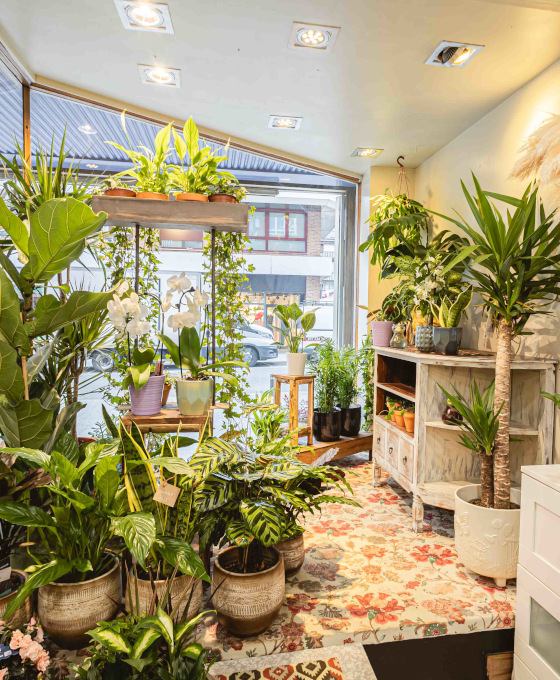 Plantas para regalo en Zumarraga