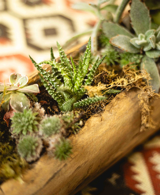 Centro con plantas para regalar en Zumárraga