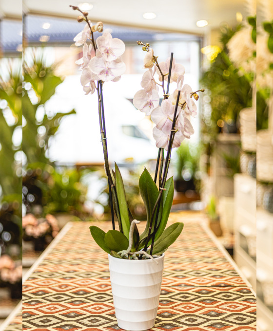 Orquídea rosada con maceta