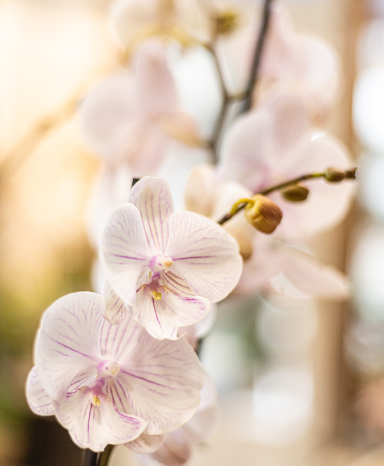 Orquídea rosada de regalo
